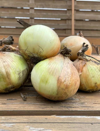 Winter onion in the Wolf variety